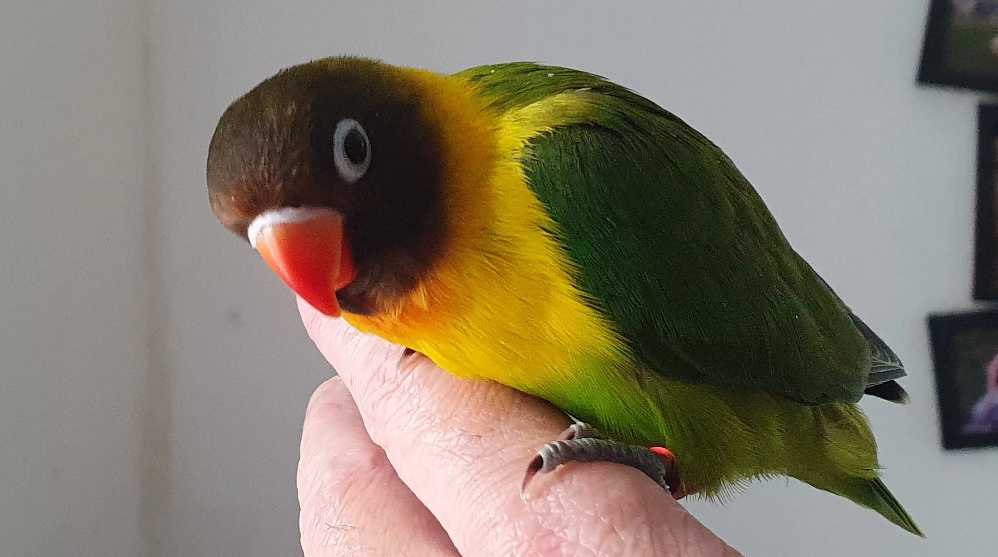 animal lost   74500 Maxilly-sur-Léman Titi