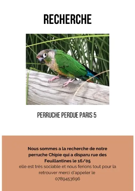 animal lost    Paris Chipiz