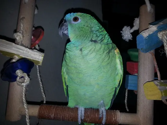 animal lost   77940 Blennes Indy