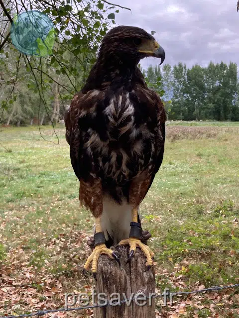 animal lost   79270 Sansais Kwanita