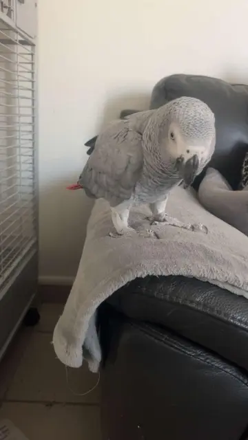 animal lost   80620 Domart-en-Ponthieu Cocotte