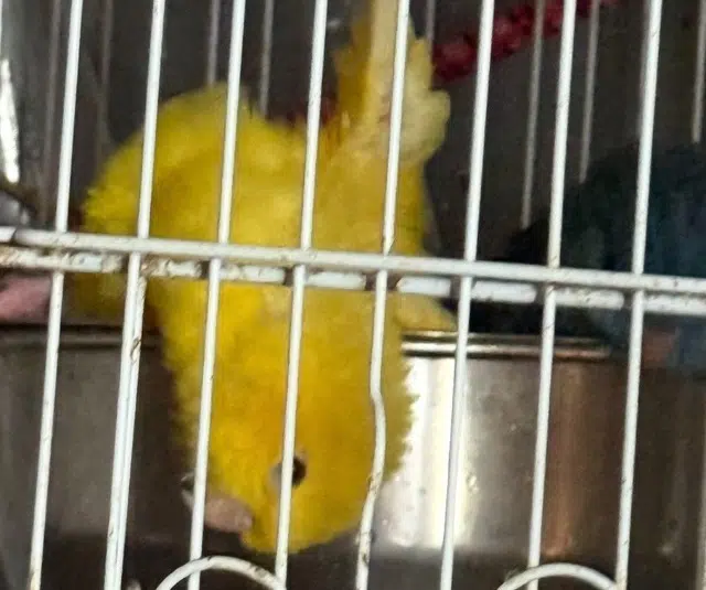 animal lost   81000 Albi Titi