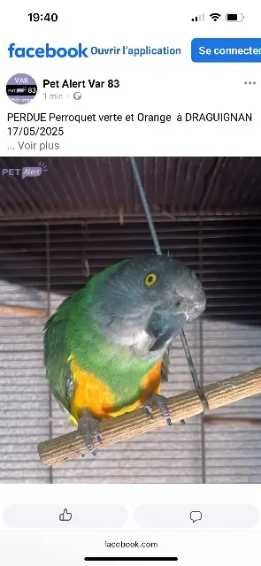 animal lost   83300 Draguignan Barnabé