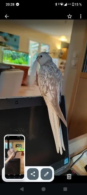 animal lost   83220 Le Pradet Gris