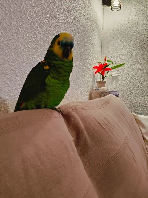 animal lost    Saint-Raphaël Stella