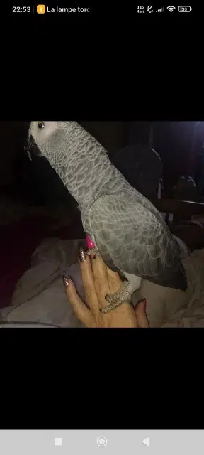 animal lost    Toulon Aria