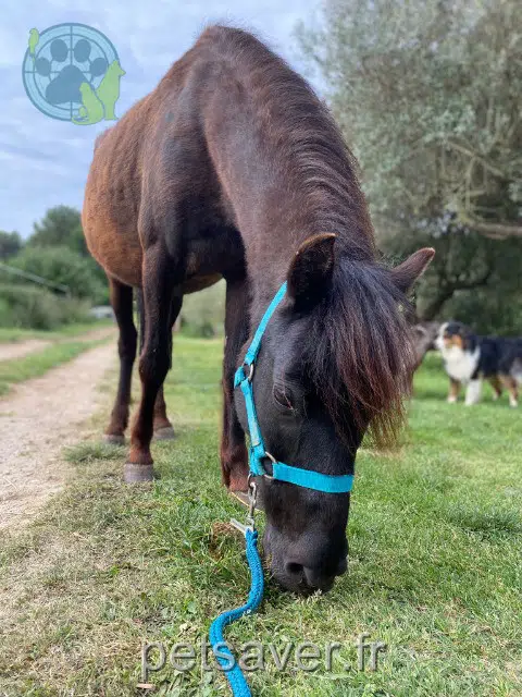 animal lost 83690 Villecroze Negritta