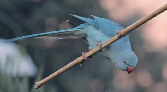 animal lost   84420 Piolenc Lagon