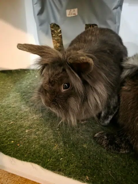 animal lost   86250 Genouillé Violette