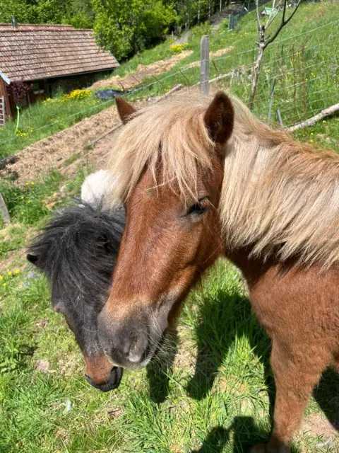 animal lost   88490 Lusse Molly et Mila