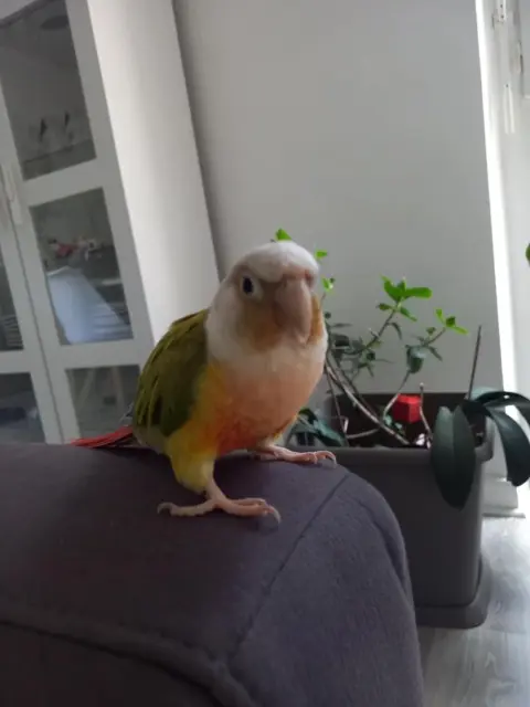 animal lost   88800 Vittel Vadora