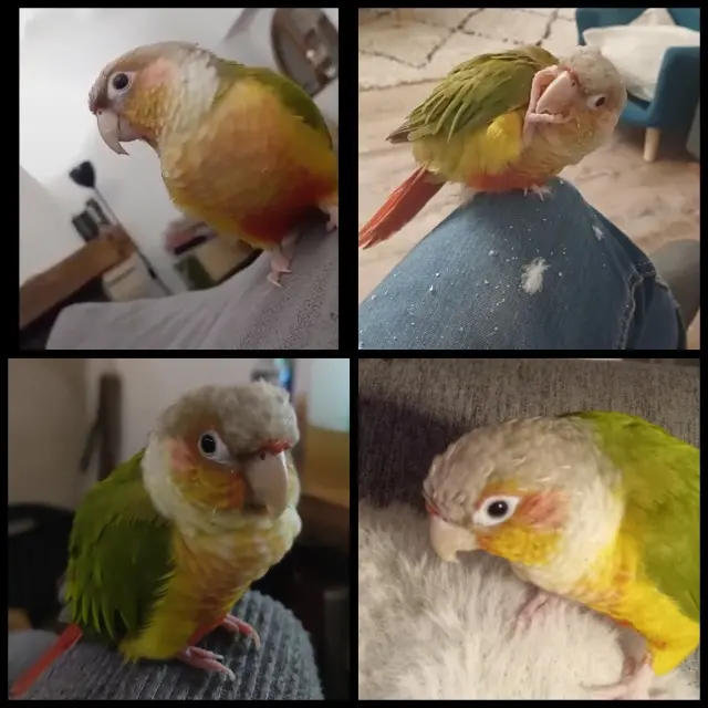 animal lost   89110 Montholon Poinpoin