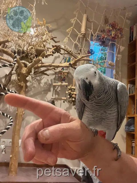 animal lost   91370 Verrières-le-Buisson Kim