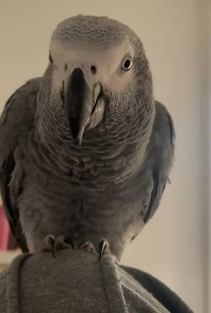 animal lost   92000 Nanterre Benga