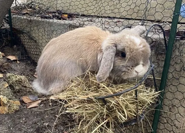 animal lost   92100 Boulogne-Billancourt Nala