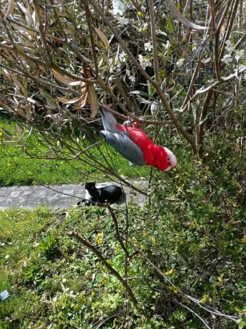 animal lost   92220 Bagneux Galah