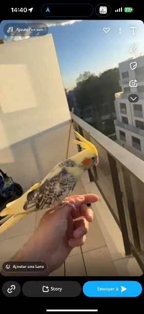 animal lost    Meudon Sun