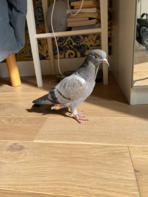 animal lost   94230 Cachan Popcorn