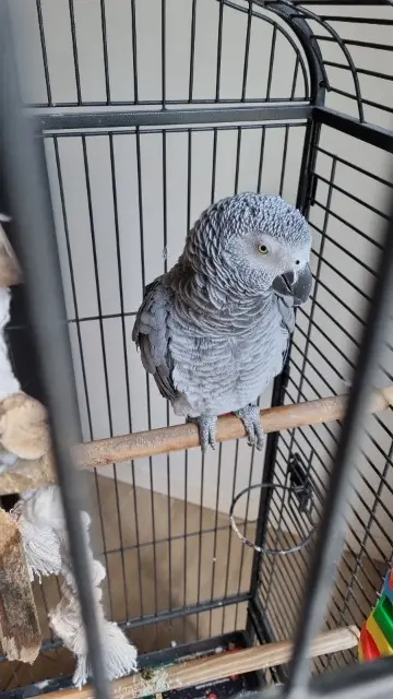 animal lost   95210 Saint-Gratien Lulu