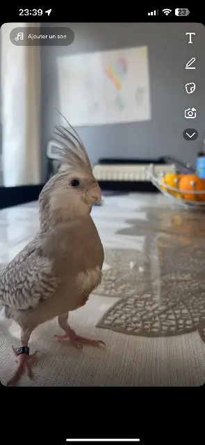 animal lost    Pierrelaye Poukie