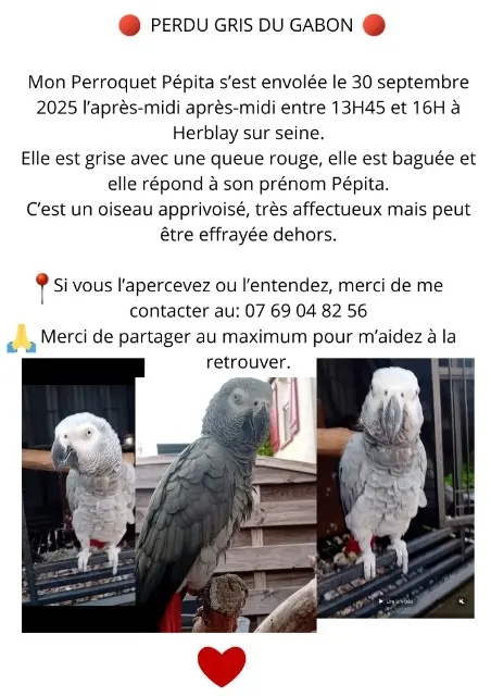 animal lost   95220 Herblay-sur-Seine Pépita