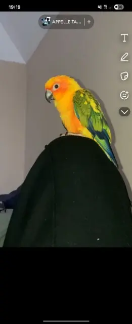 animal lost   95130 Franconville Shems