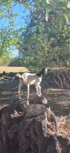 animal lost    Saint-Paul Grammy