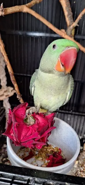 animal reunited   11120 Saint-Nazaire-d'Aude Auri