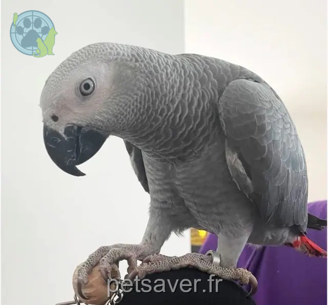 animal reunited   13450 Grans Shaco