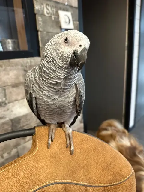 animal reunited   22700 Perros-Guirec Leon