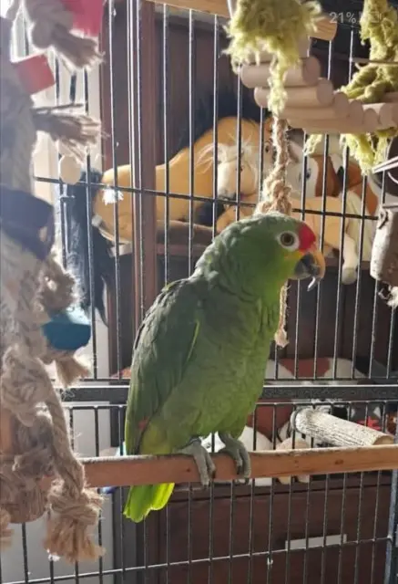 animal reunited   30420 Calvisson Jojo