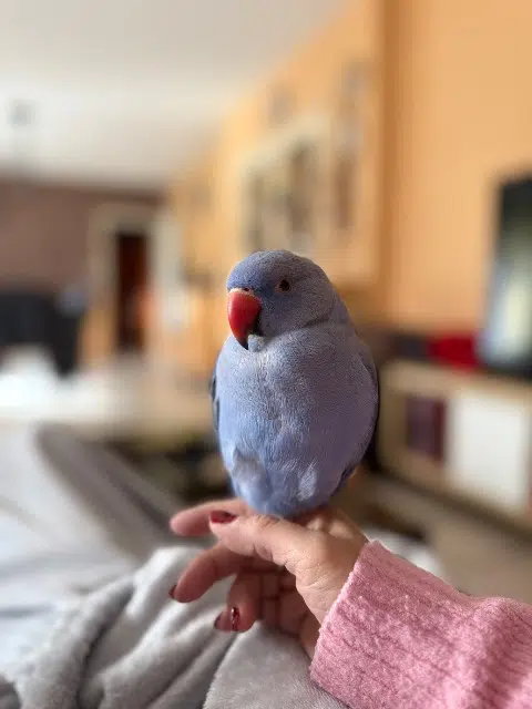 animal reunited   31290 Vieillevigne Gump