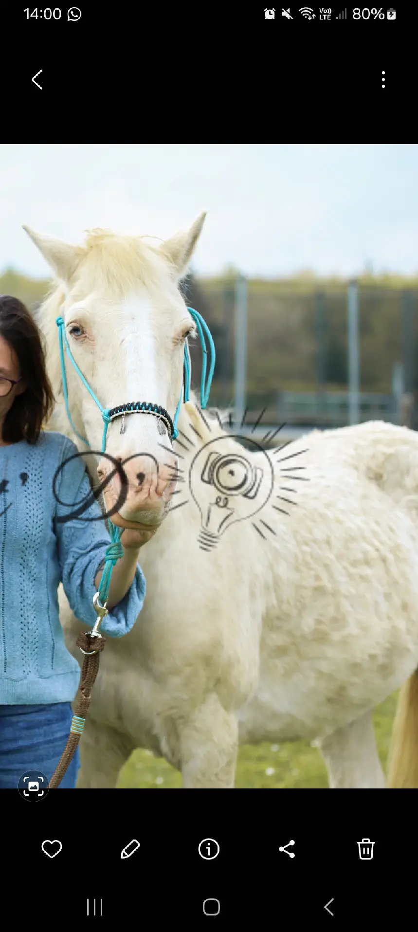 animal reunited   44590 Lusanger Ivoire 