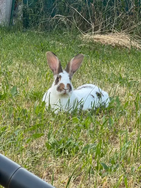 animal reunited   45400 Fleury-les-Aubrais Bugs