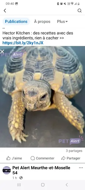 animal reunited   54360 Damelevières Franklin