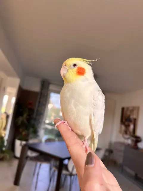 animal reunited   59840 Prémesques Buzz