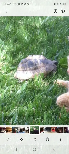 animal reunited   66200 Elne Jacky