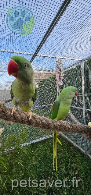 animal reunited 68560 Heimersdorf Cacahuète