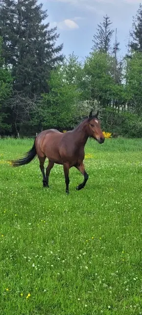 animal reunited   69870 Claveisolles Little Rock Star