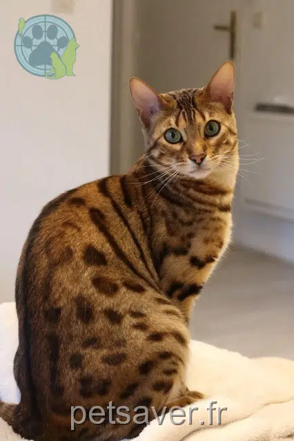 animal reunited 77270 Villeparisis Wouldi