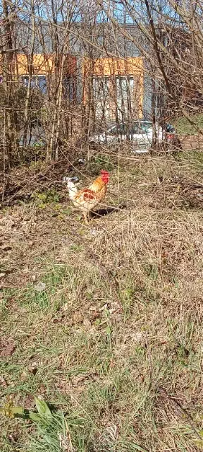 animal reunited   78500 Sartrouville Coq