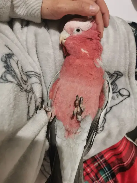 animal reunited   83560 Rians Olaf