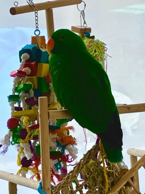 animal reunited   91640 Fontenay-lès-Briis Kiwi
