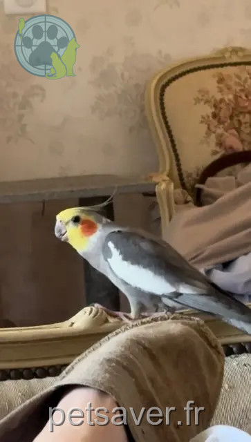 animal reunited    Saint-Maur-des-Fossés Netty