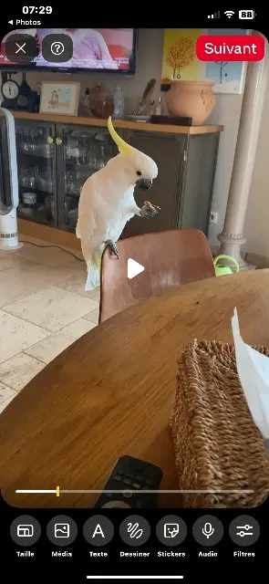 animal reunited   30700 Saint-Victor-des-Oules Pakita