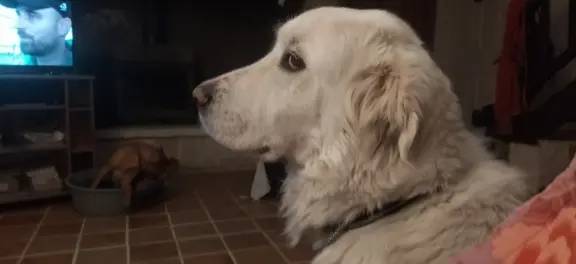 animal reunited 3 Promenade Saint-Paul 30130 Saint-Paulet-de-Caisson Pookie (ex Josephine)