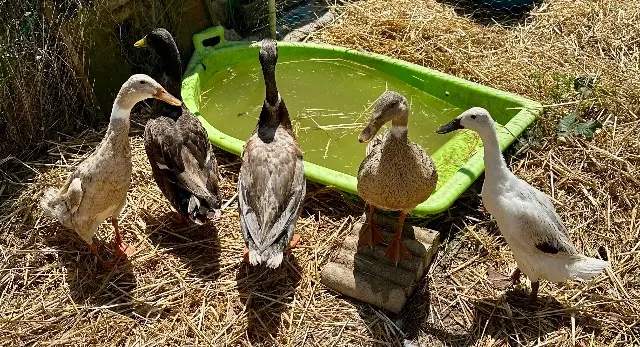 animal reunited   31470 Saint-Lys Canards