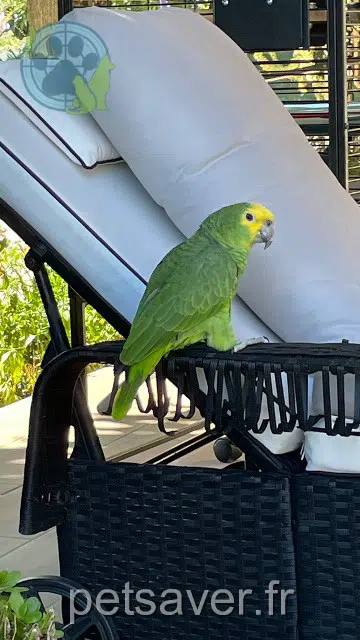 animal reunited 31880 La Salvetat-Saint-Gilles Jade
