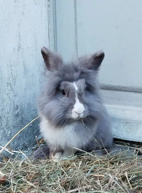 animal reunited   37260 Artannes-sur-Indre Praline