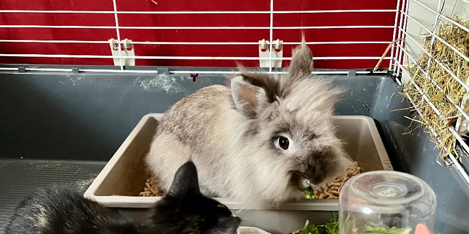 animal reunited  Rue Thore 40100 Dax 